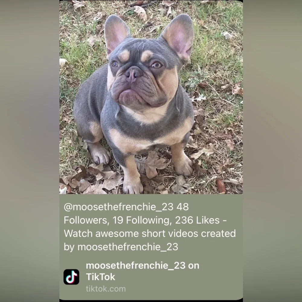 A walk in the garden 24 pages NEW featuring moose the Frenchie
